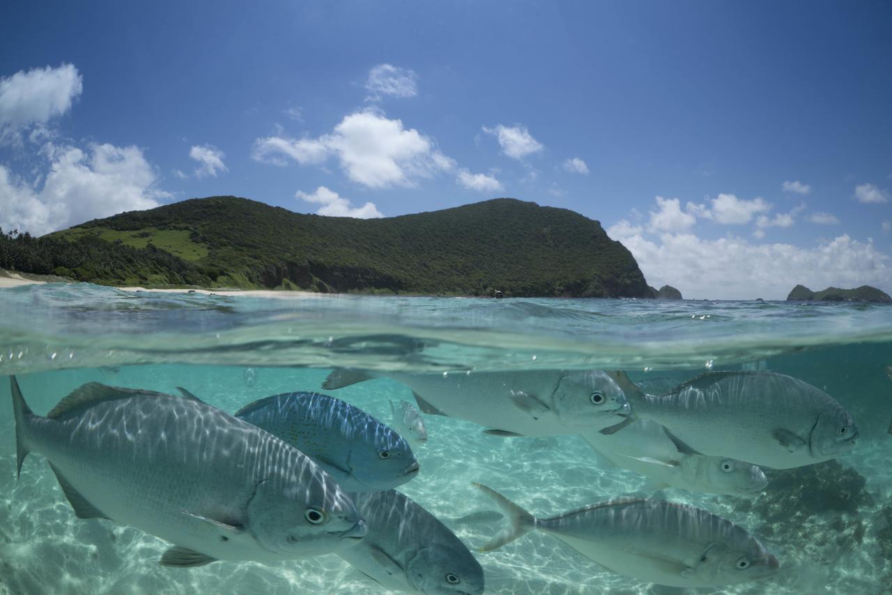 Willa Arajilla Retreat Lord Howe Island Zewnętrze zdjęcie